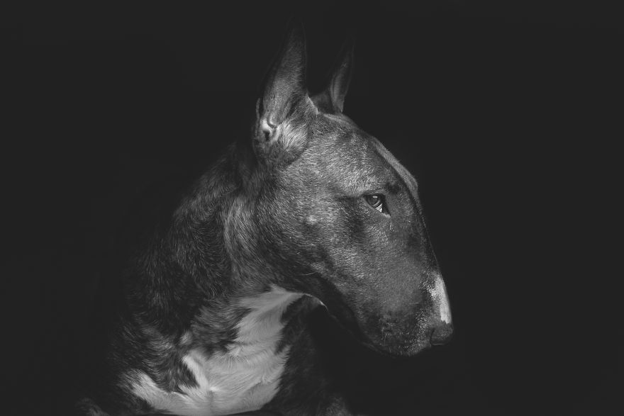 I Combined Love For Animals And Photography In These Pet Portraits