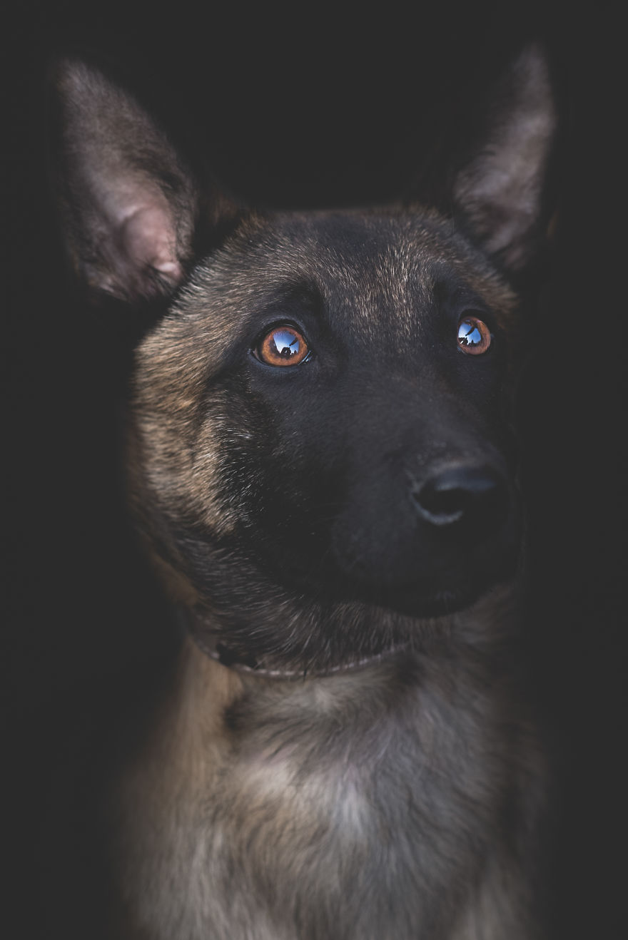 I Combined Love For Animals And Photography In These Pet Portraits