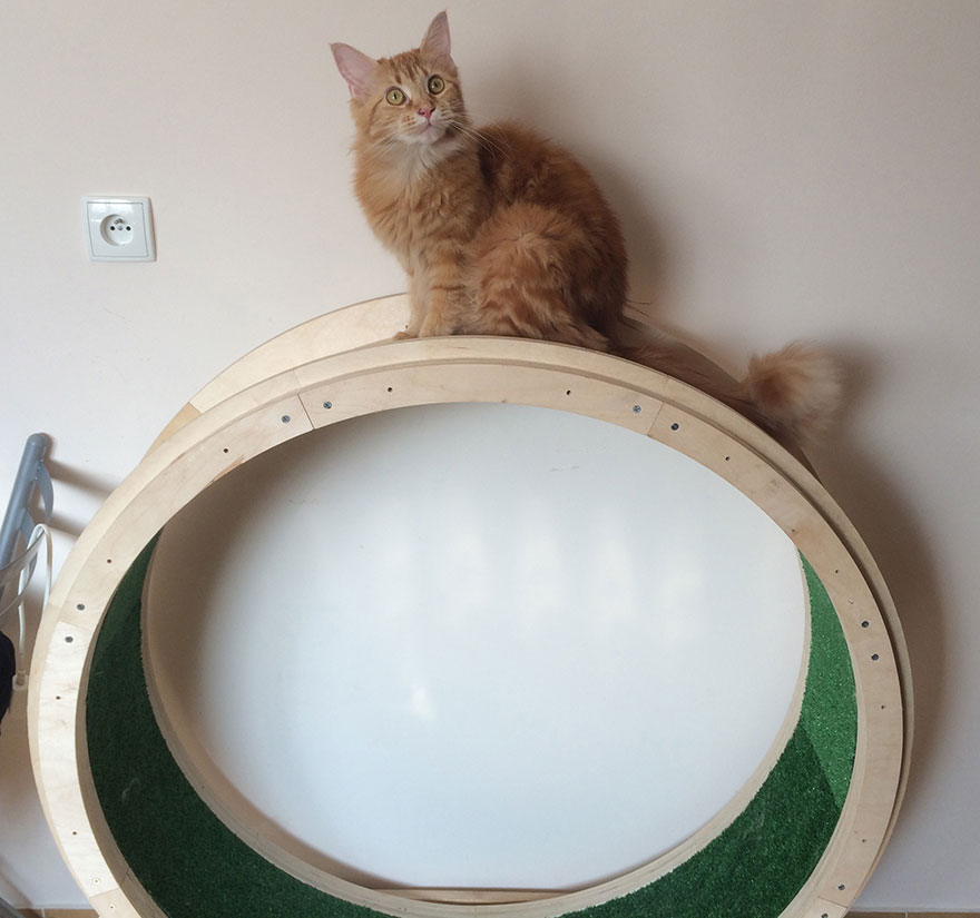 Kuna’s Wheel: Our Hamster Wheel For Cats Kuna’s Wheel: Our Hamster Wheel For Cats