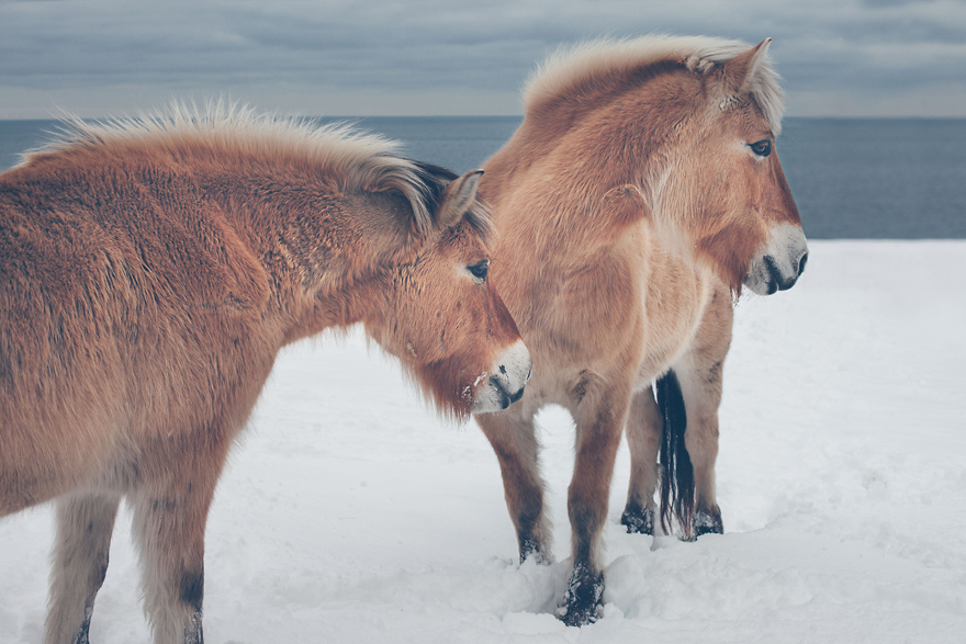 I Chase Wild Horses In North America To Photograph Their Beauty I Chase Wild Horses In North America To Photograph Their Beauty