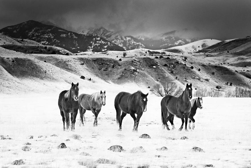 I Chase Wild Horses In North America To Photograph Their Beauty I Chase Wild Horses In North America To Photograph Their Beauty