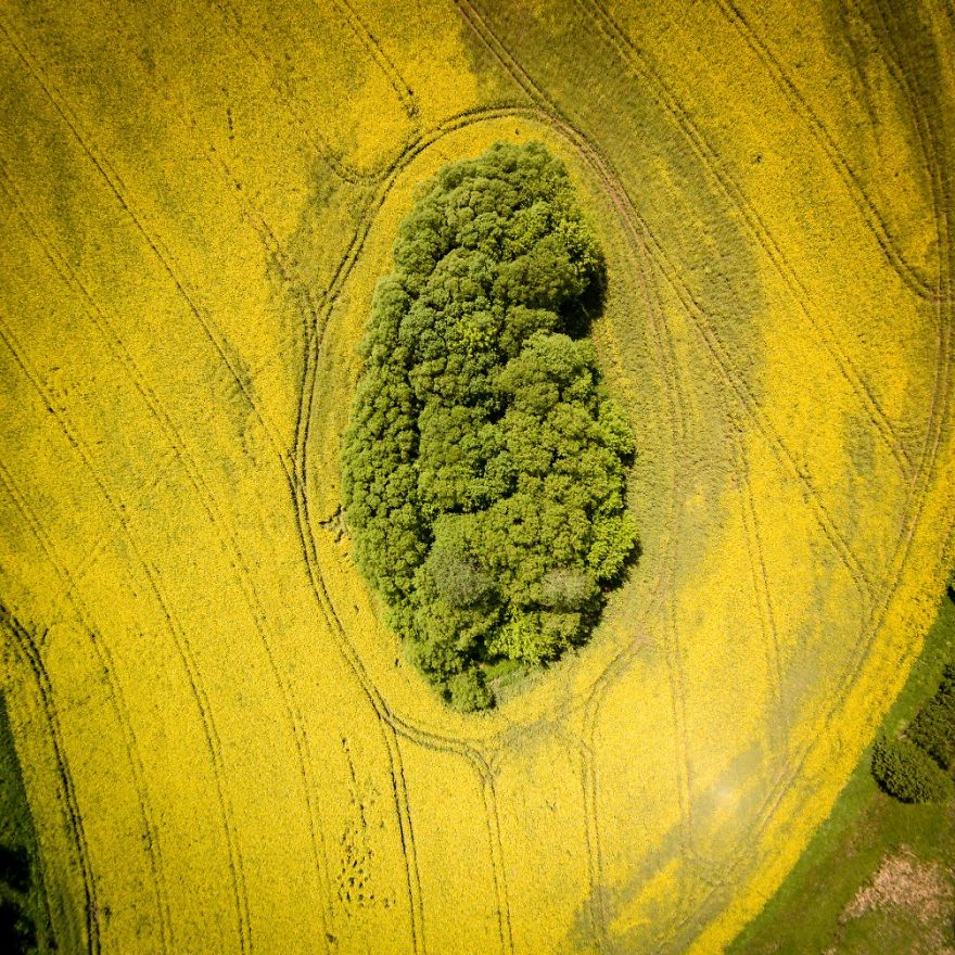 This Is How Birds See The World This Is How Birds See The World