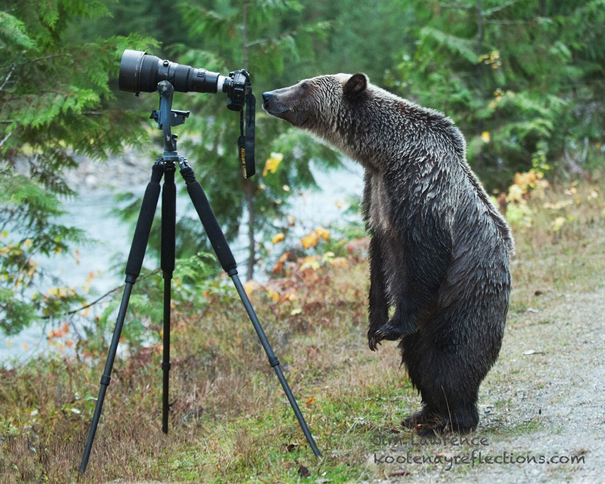 51 Animals That Want To Be Photographers