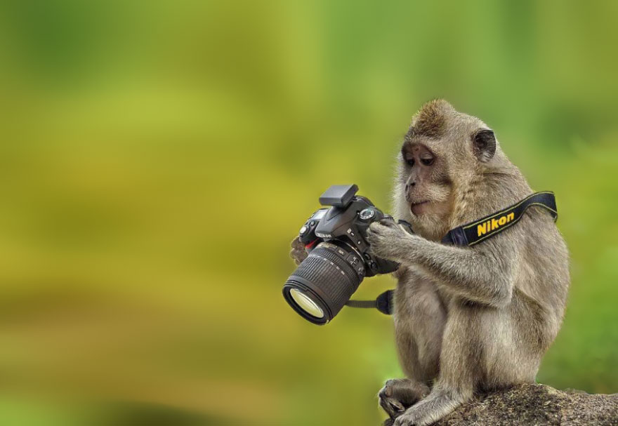 51 Animals That Want To Be Photographers