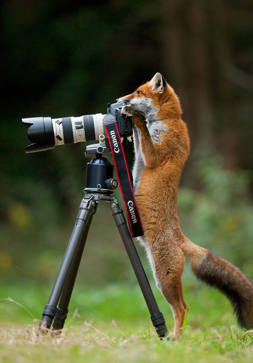 51 Animals That Want To Be Photographers