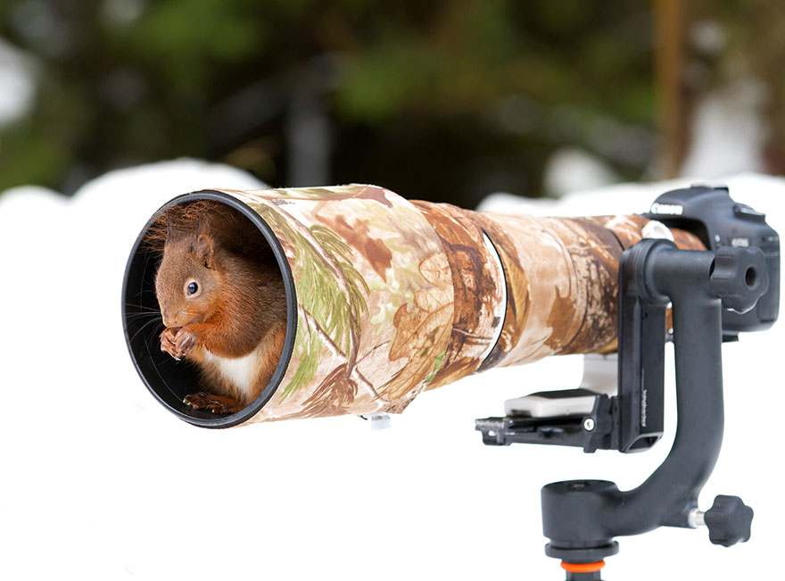51 Animals That Want To Be Photographers