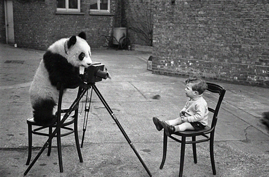 51 Animals That Want To Be Photographers