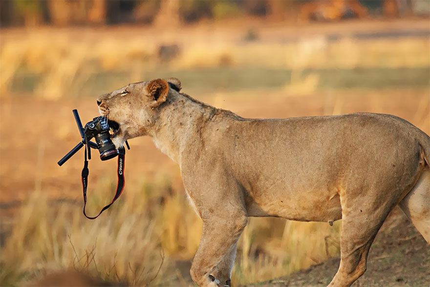 51 Animals That Want To Be Photographers