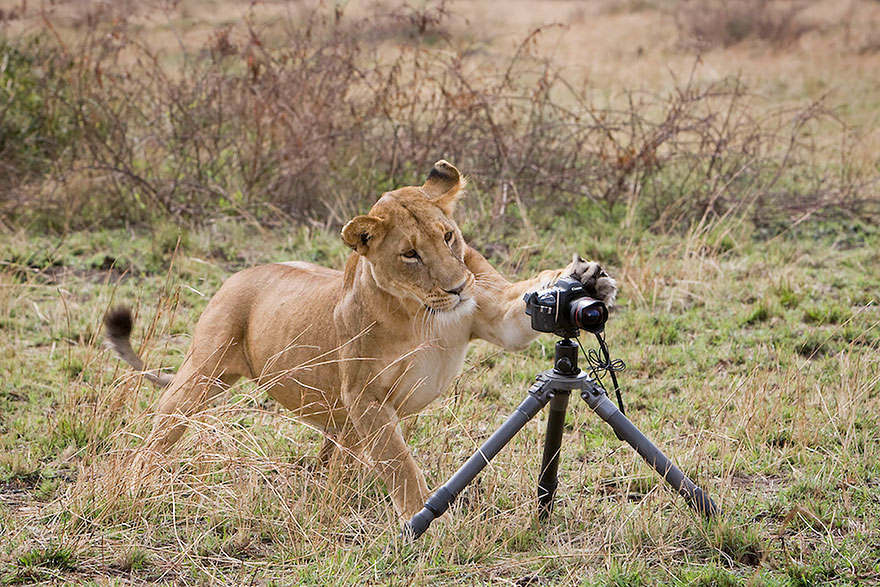 51 Animals That Want To Be Photographers