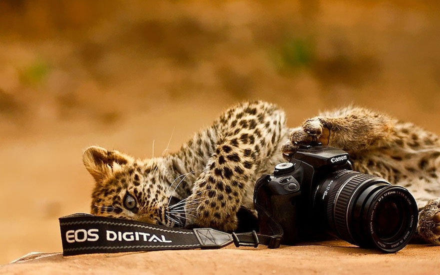 51 Animals That Want To Be Photographers