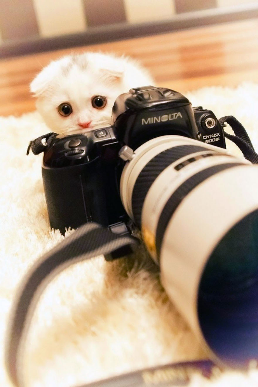 51 Animals That Want To Be Photographers