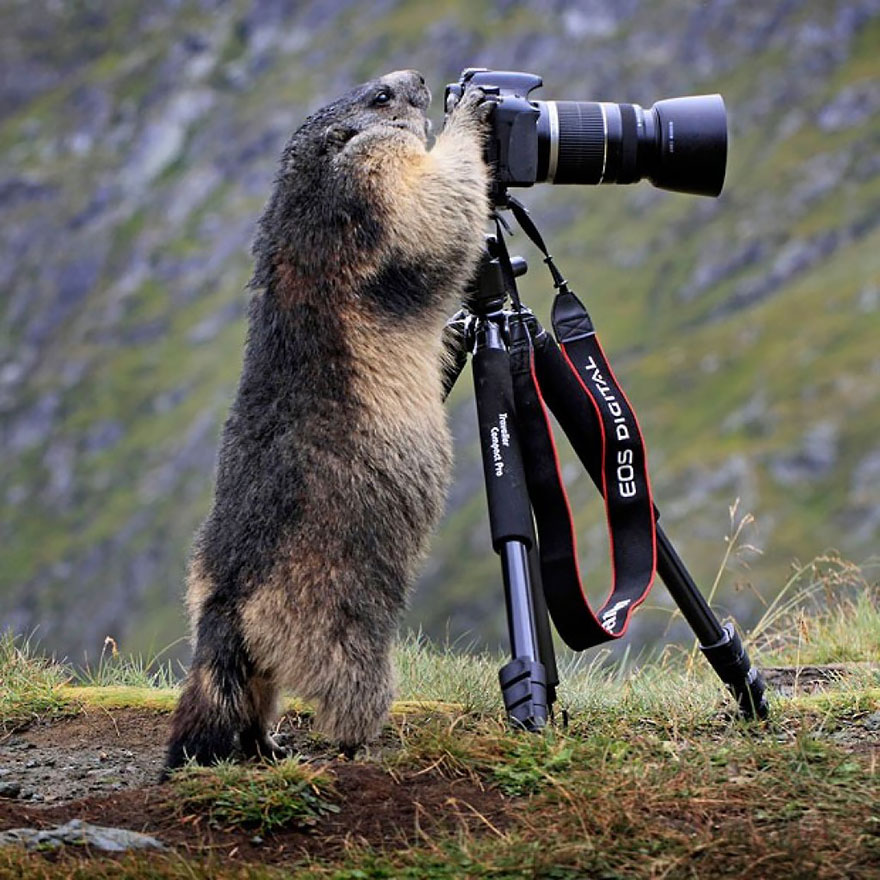 51 Animals That Want To Be Photographers