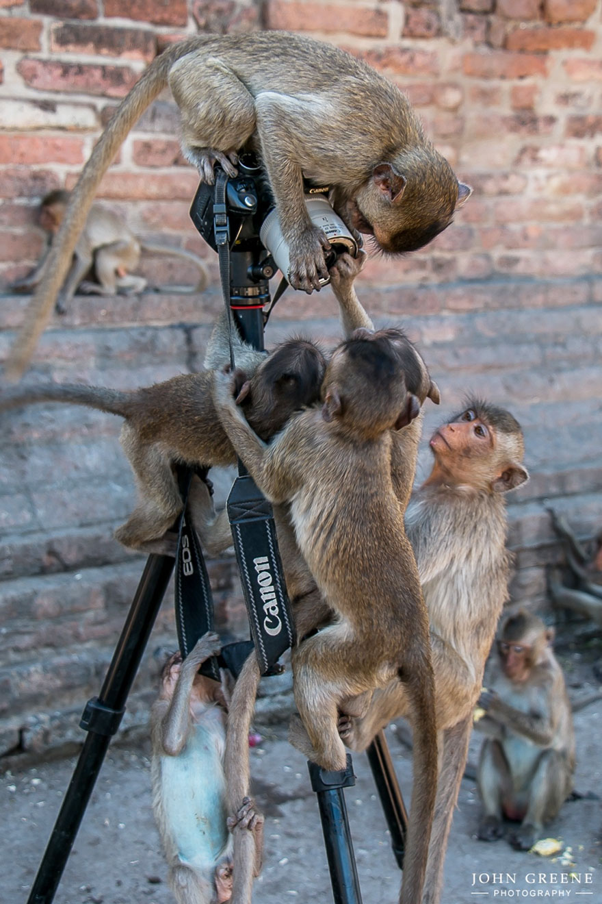 51 Animals That Want To Be Photographers