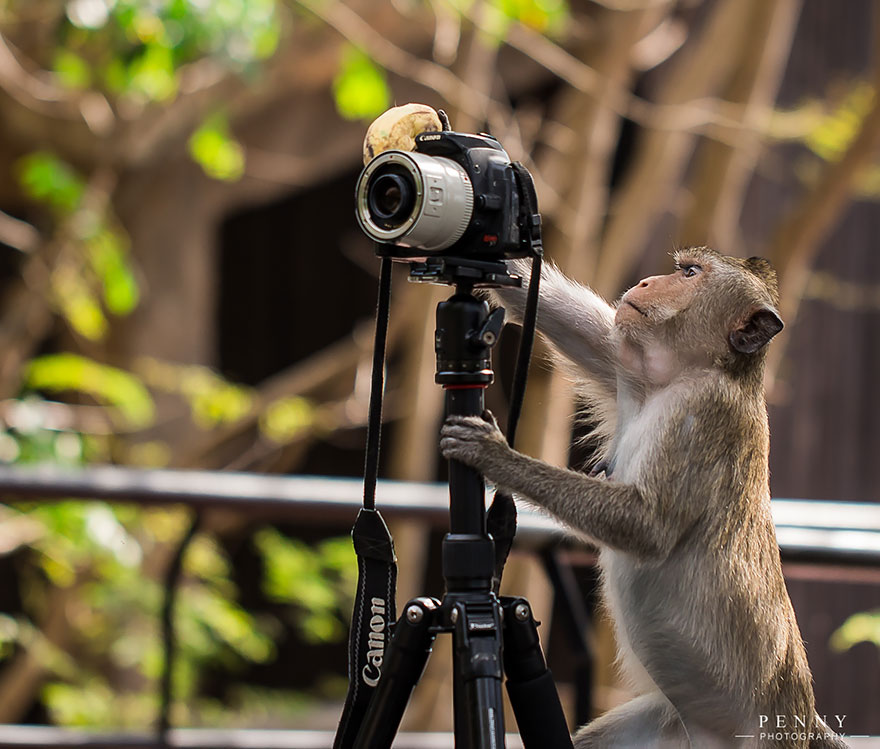 51 Animals That Want To Be Photographers