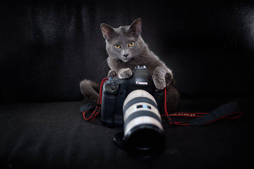 51 Animals That Want To Be Photographers