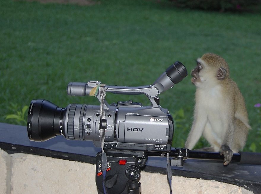 51 Animals That Want To Be Photographers