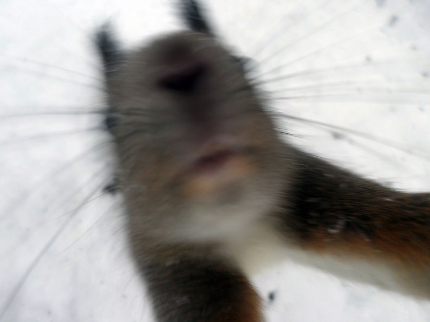 51 Animals That Want To Be Photographers