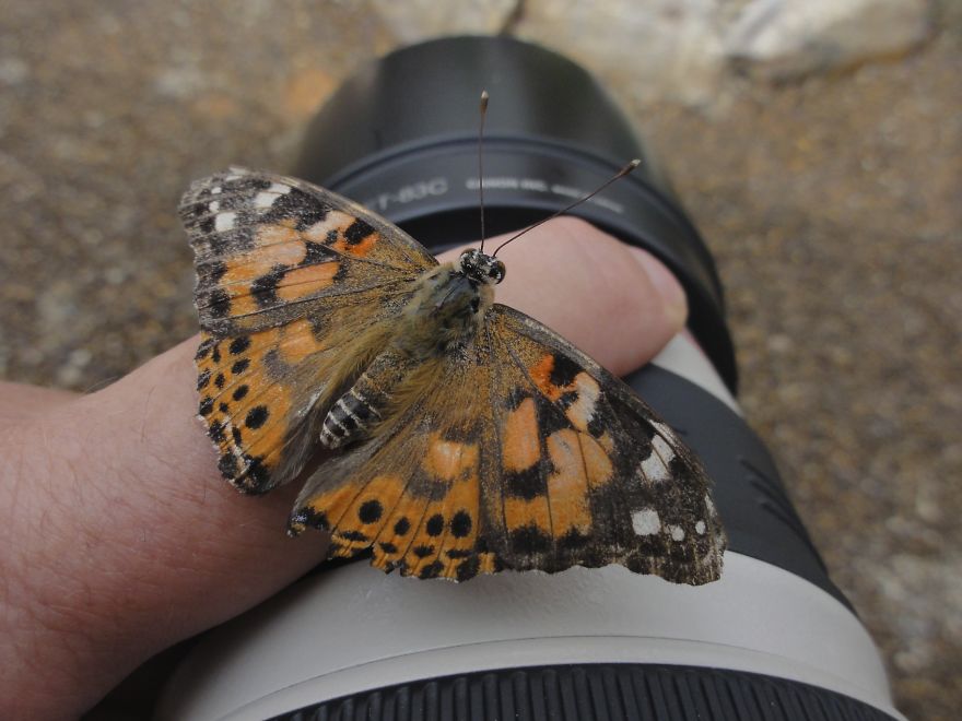 51 Animals That Want To Be Photographers