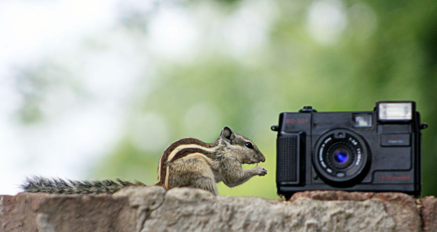 51 Animals That Want To Be Photographers