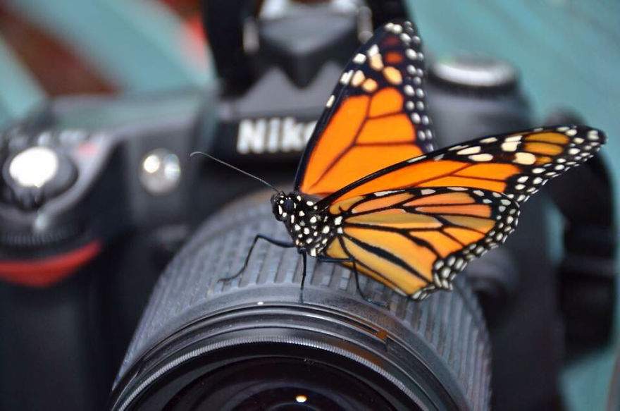 51 Animals That Want To Be Photographers