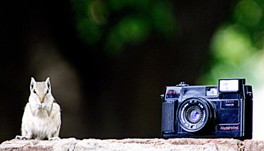 51 Animals That Want To Be Photographers