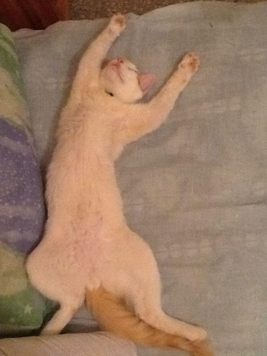 51 Animals That Want To Be Photographers