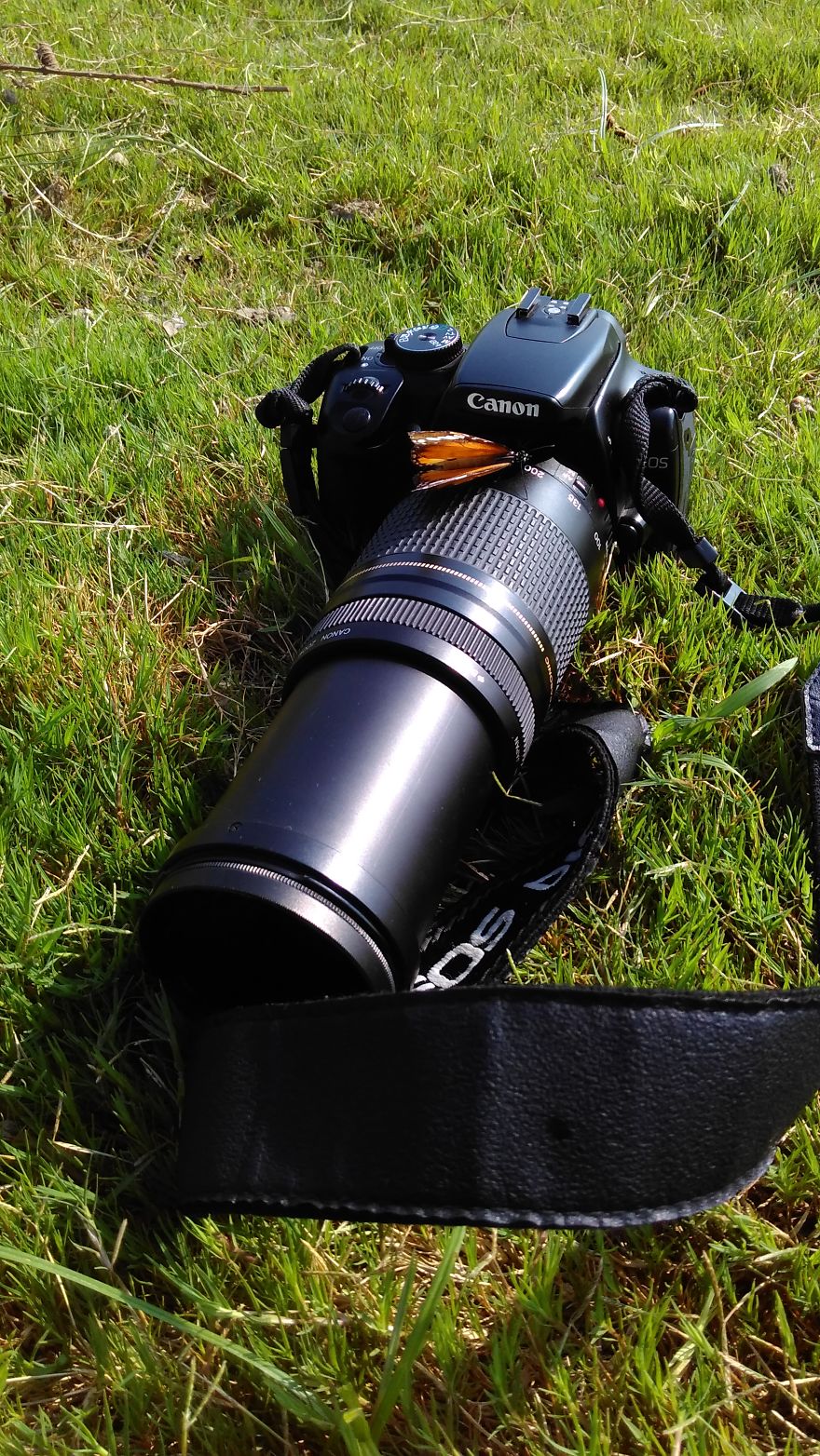 51 Animals That Want To Be Photographers