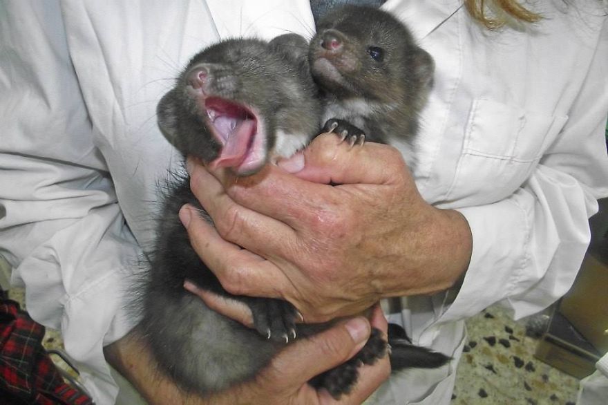 We Heal Injured Animals And Release Them Back To The Wild