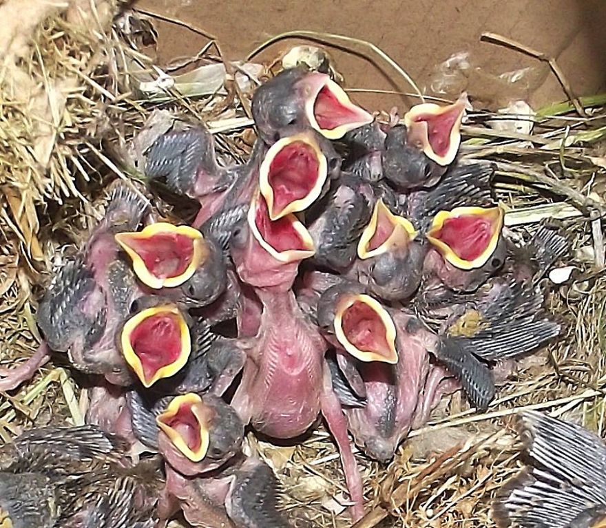 We Heal Injured Animals And Release Them Back To The Wild