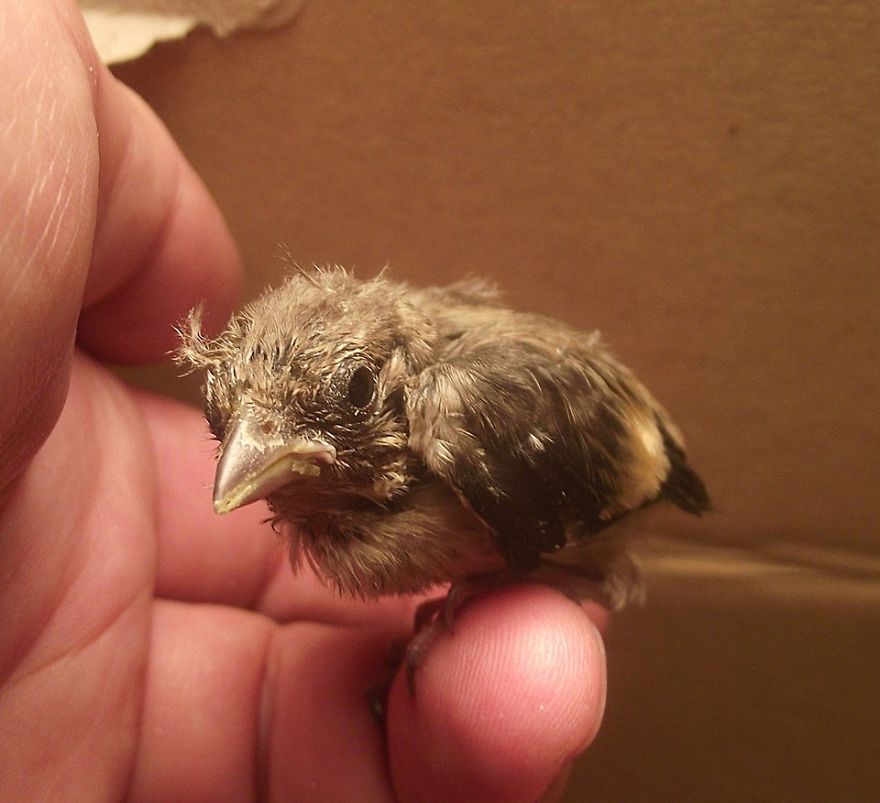 We Heal Injured Animals And Release Them Back To The Wild