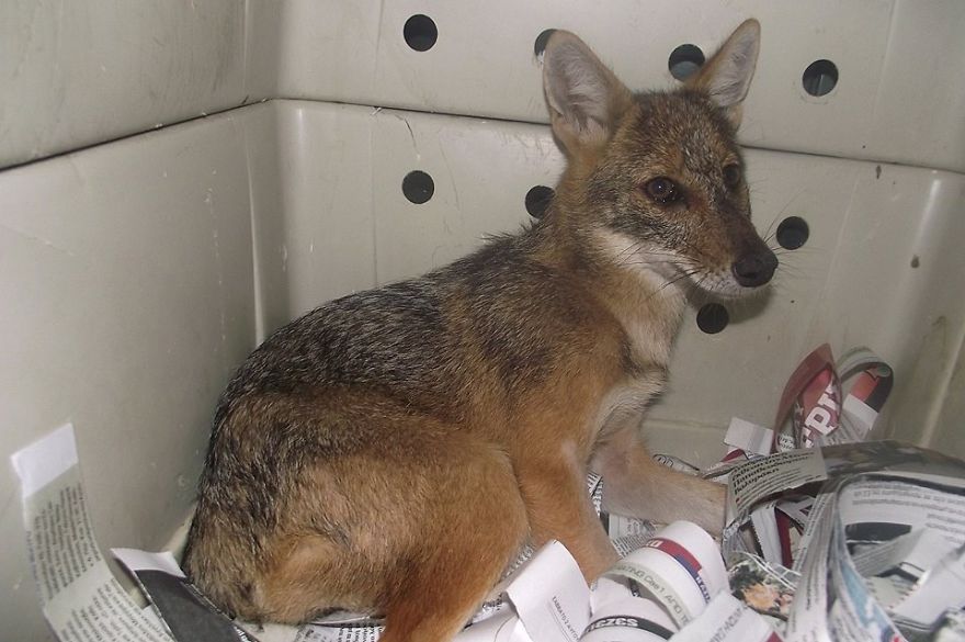 We Heal Injured Animals And Release Them Back To The Wild