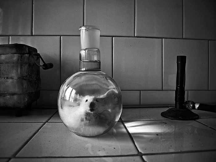 I Combine Photography And Veterinary Medicine Into Art I Combine Photography And Veterinary Medicine Into Art