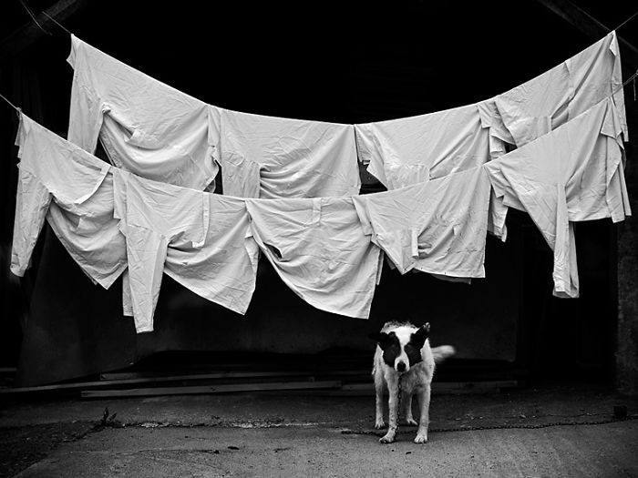 I Combine Photography And Veterinary Medicine Into Art I Combine Photography And Veterinary Medicine Into Art