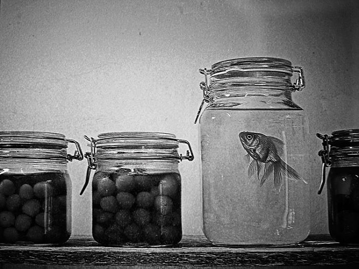 I Combine Photography And Veterinary Medicine Into Art I Combine Photography And Veterinary Medicine Into Art