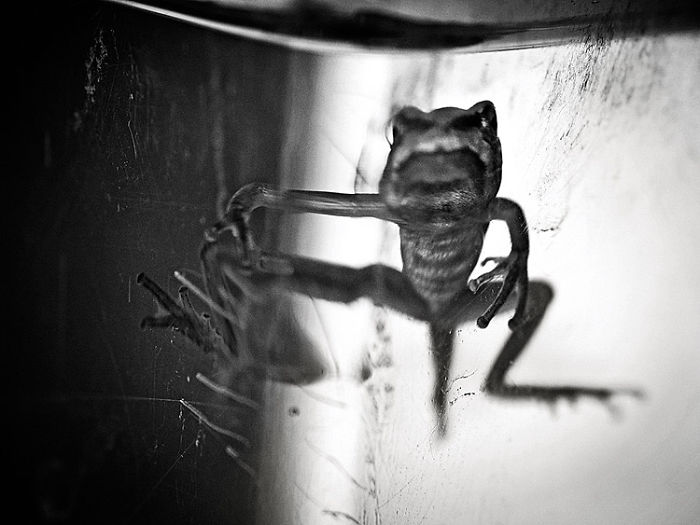 I Combine Photography And Veterinary Medicine Into Art I Combine Photography And Veterinary Medicine Into Art