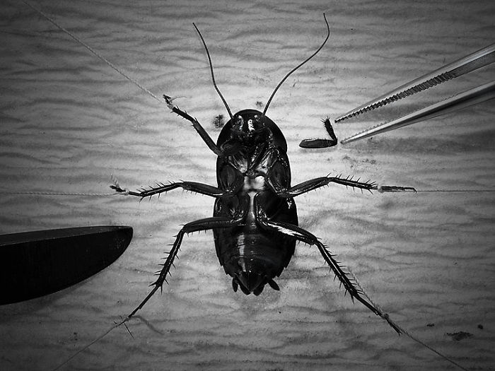 I Combine Photography And Veterinary Medicine Into Art I Combine Photography And Veterinary Medicine Into Art