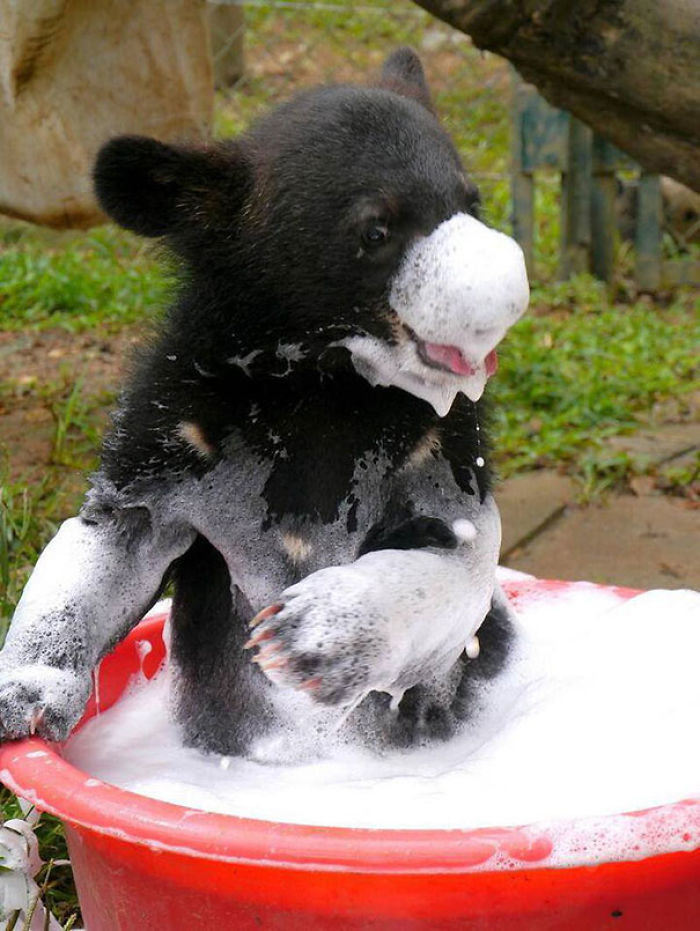 53 Bathing Animals That Will Splash A Smile On Your Face 53 Bathing Animals That Will Splash A Smile On Your Face
