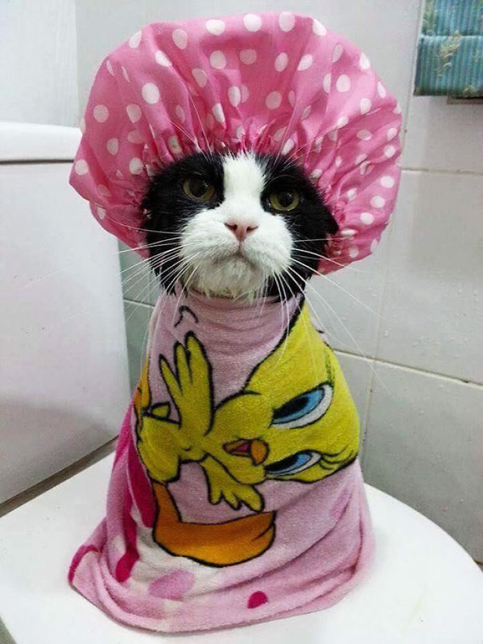53 Bathing Animals That Will Splash A Smile On Your Face 53 Bathing Animals That Will Splash A Smile On Your Face