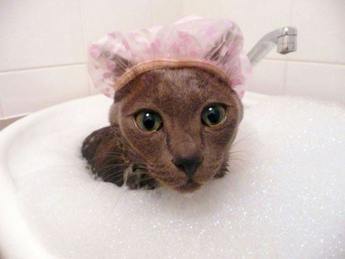 53 Bathing Animals That Will Splash A Smile On Your Face 53 Bathing Animals That Will Splash A Smile On Your Face