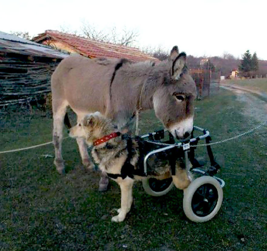 Abused Animals Take Care Of Each Other In This Sanctuary