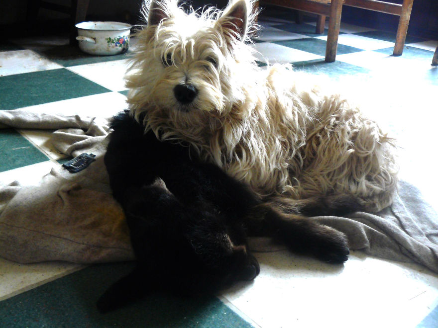 Abused Animals Take Care Of Each Other In This Sanctuary