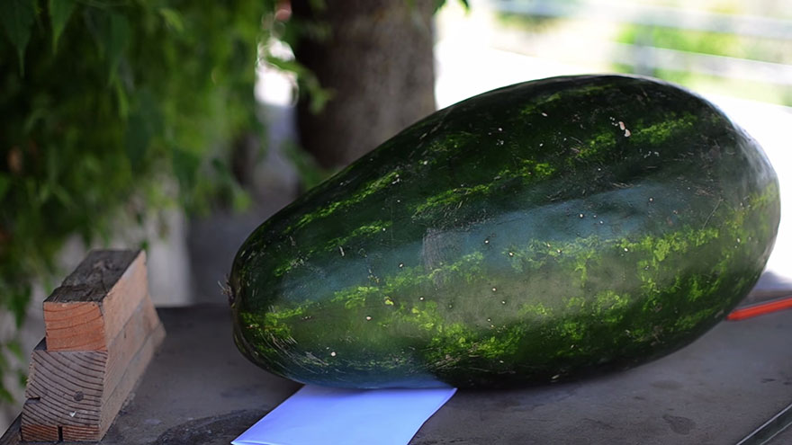 Watch This Watermelon Become A Terrifying Dragon Watch This Watermelon Become A Terrifying Dragon