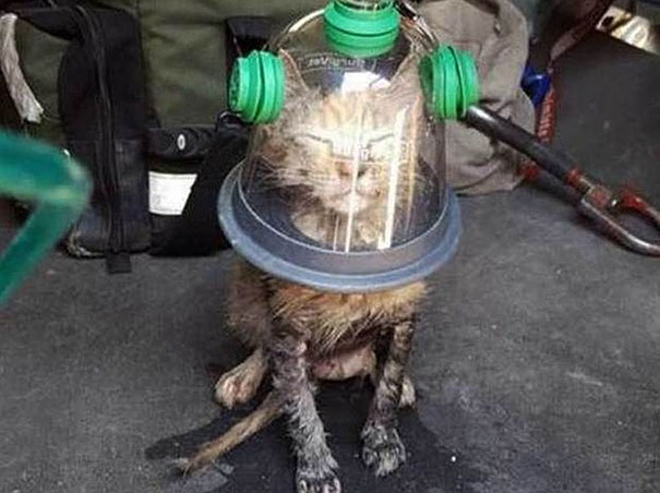 Firemen Revive Unconscious Cat Using Special Pet Oxygen Mask Firemen Revive Unconscious Cat Using Special Pet Oxygen Mask