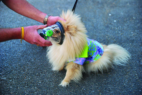 Firemen Revive Unconscious Cat Using Special Pet Oxygen Mask Firemen Revive Unconscious Cat Using Special Pet Oxygen Mask