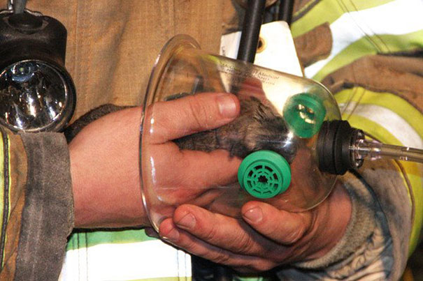 Firemen Revive Unconscious Cat Using Special Pet Oxygen Mask Firemen Revive Unconscious Cat Using Special Pet Oxygen Mask