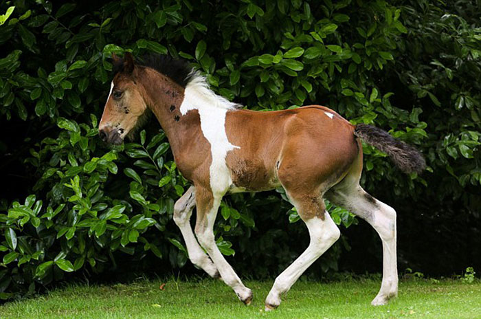 Baby Horse Born With Horse-Shaped Marking
