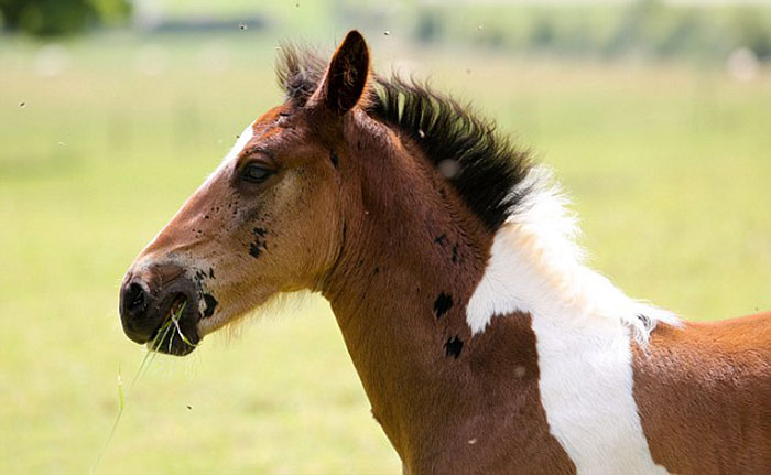 Baby Horse Born With Horse-Shaped Marking