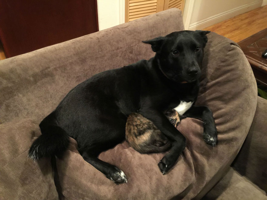 A Dog Protected A Kitten During A Lightning Storm, And Here’s How The Internet Responded A Dog Protected A Kitten During A Lightning Storm, And Here’s How The Internet Responded