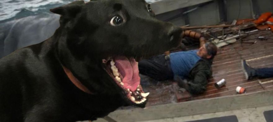 A Dog Protected A Kitten During A Lightning Storm, And Here’s How The Internet Responded A Dog Protected A Kitten During A Lightning Storm, And Here’s How The Internet Responded