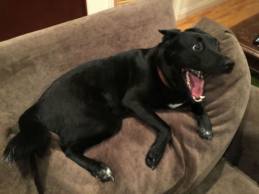 A Dog Protected A Kitten During A Lightning Storm, And Here’s How The Internet Responded A Dog Protected A Kitten During A Lightning Storm, And Here’s How The Internet Responded